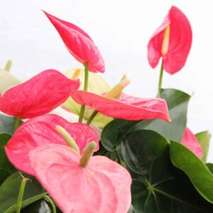 Dutch Anthurium