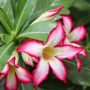 Desert Rose
