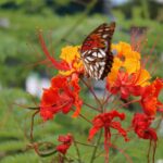 Pride of Barbados - Image 2