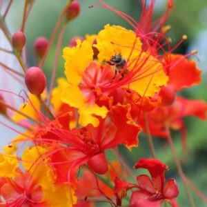 Pride of Barbados