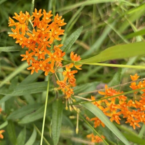 Butterfly Weed