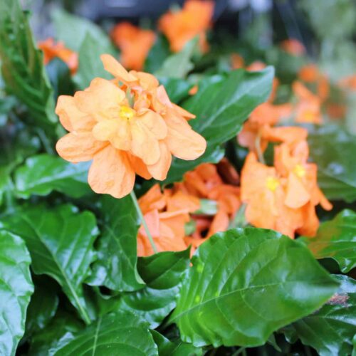 Crossandra