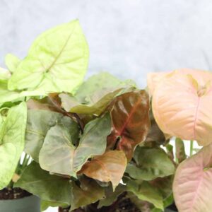 Syngonium
