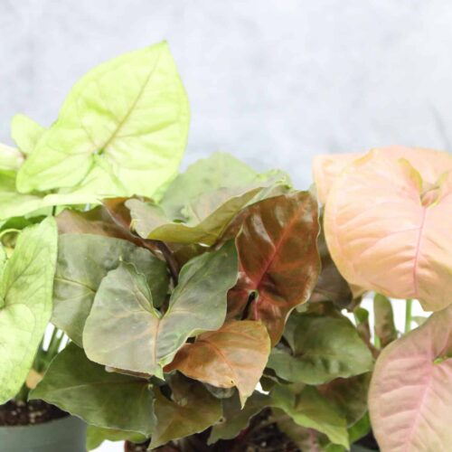 Syngonium