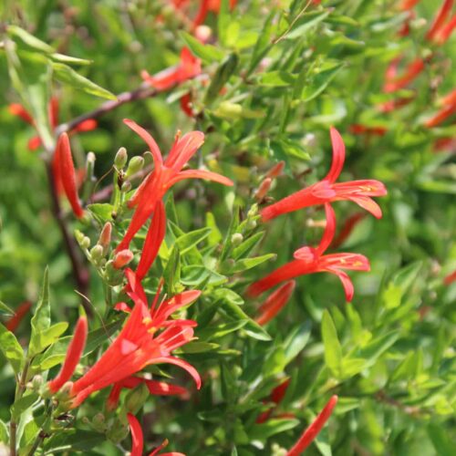 Flame Acanthus