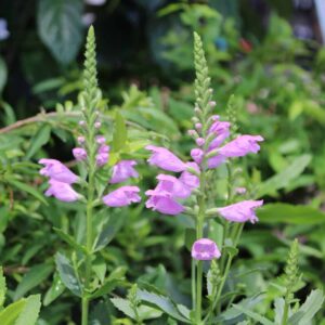 Fall Obedient Plant