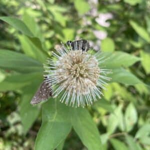 Buttonbush