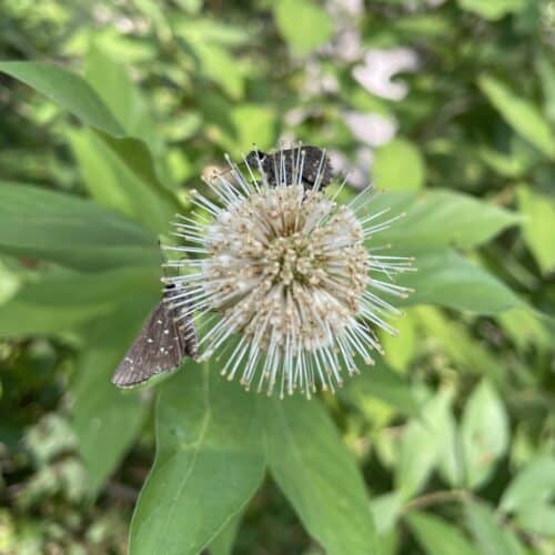 Buttonbush