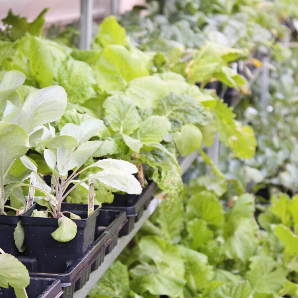 Assorted leafy greens at Buchanan's Native Plants.