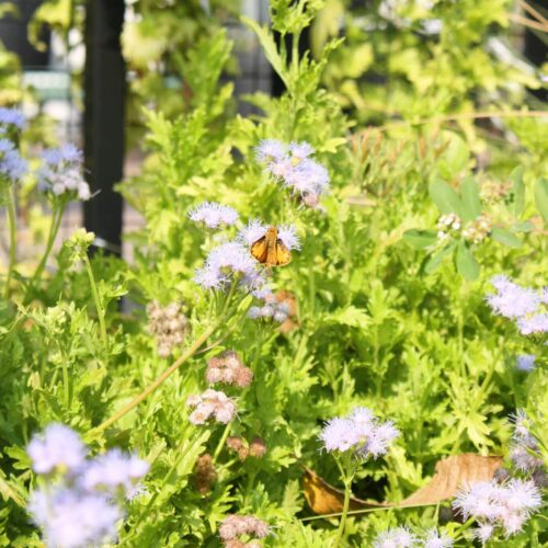 Gregg's Mistflower