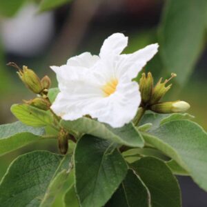 Texas Olive