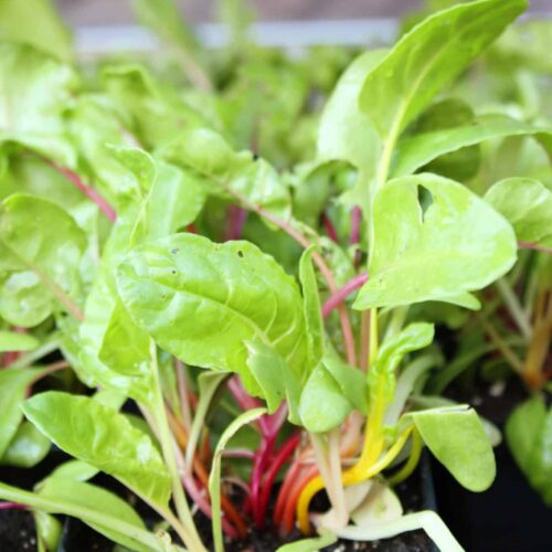 Swiss Chard plant.