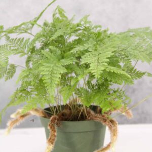 Rabbit's Foot Fern