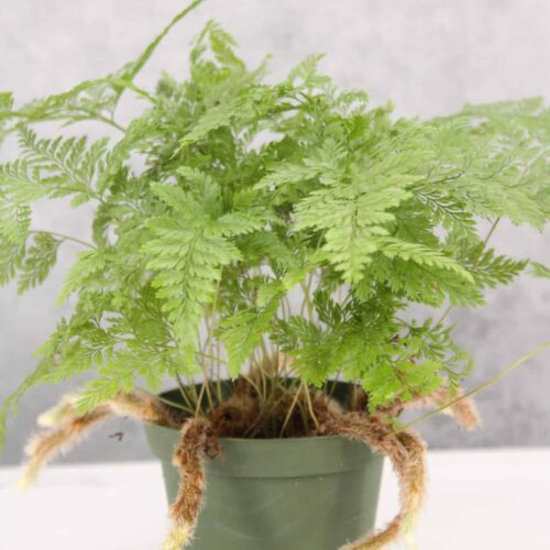 Rabbit's Foot Fern