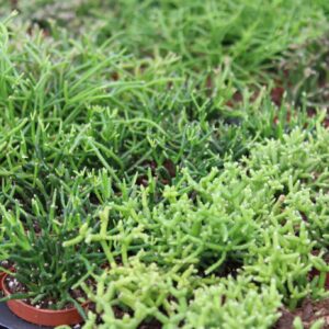 Rhipsalis