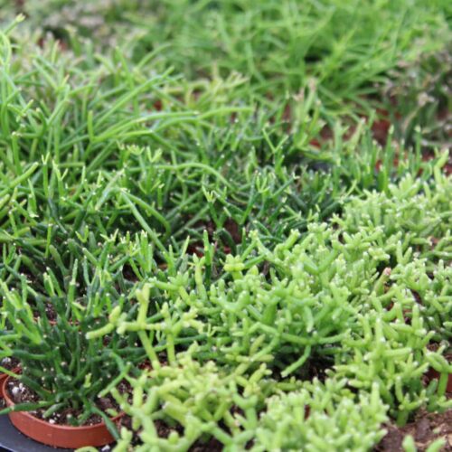 Rhipsalis