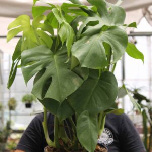 Monstera deliciosa