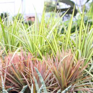 Dracaena marginata