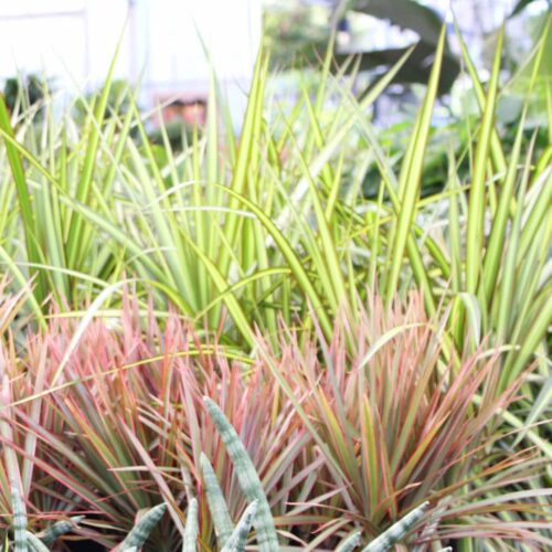 Dracaena marginata