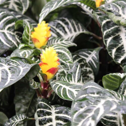 Zebra Plant