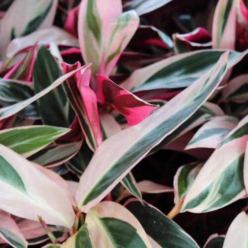 Triostar Stromanthe