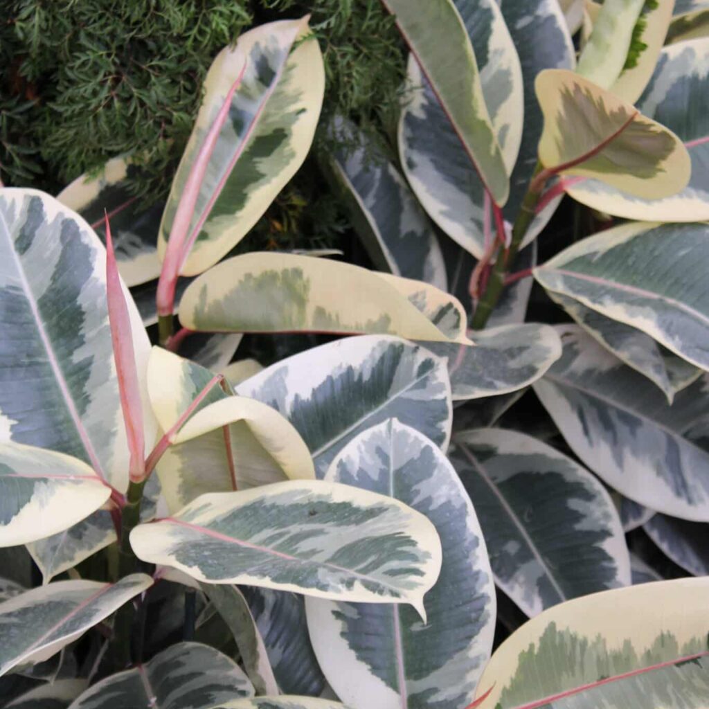 Native Ficus Ficus elastica 'Variegata' - Buchanan's Native Plants