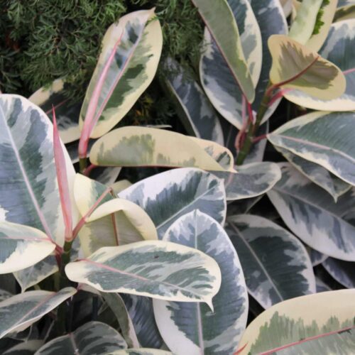Ficus elastica 'Variegata'