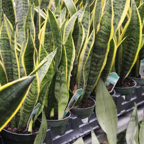 Striped Snake Plant