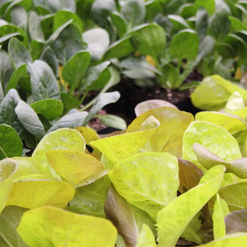 Leafy Greens Closeup