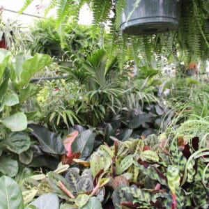 Houseplants