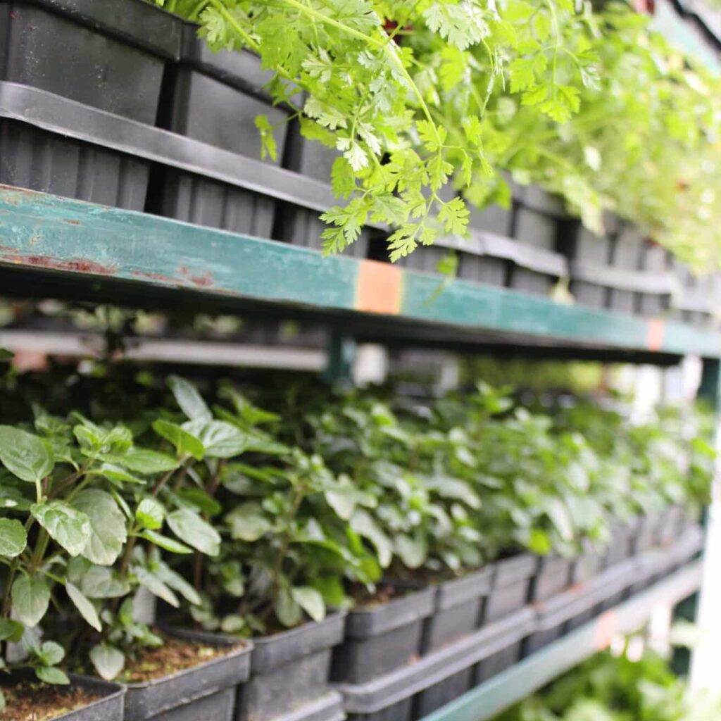 Assortment of herbs!