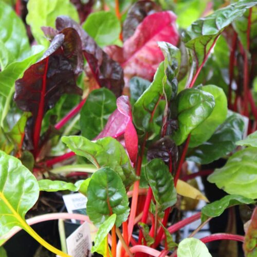 Bright Lights Swiss Chard