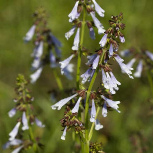 Lyreleaf Sage