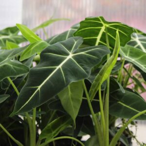 Alocasia Frydek
