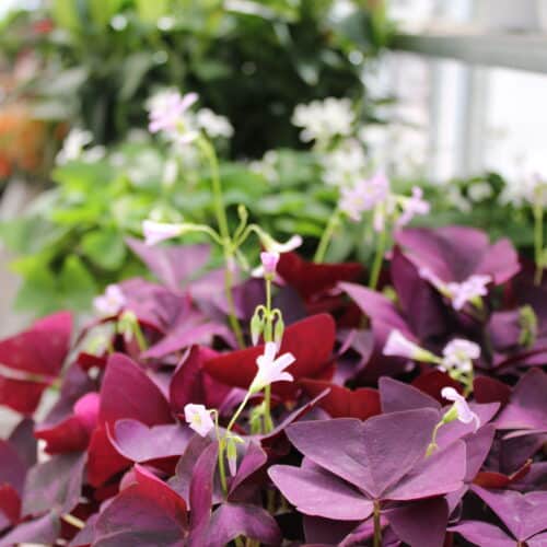 Purple Oxalis