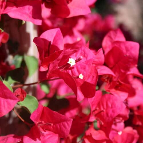 This Week at Buchanan's Native Plants | Houston Texas