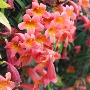 Tangerine Beauty Cross Vine
