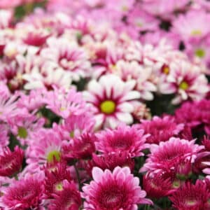 Annuals