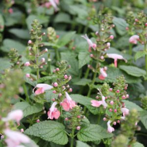 Coral Nymph Tropical Sage