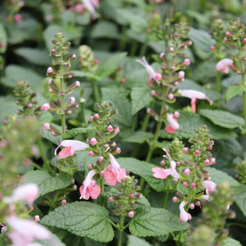 Coral Nymph Tropical Sage
