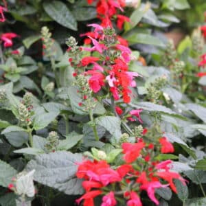 Red Tropical Sage