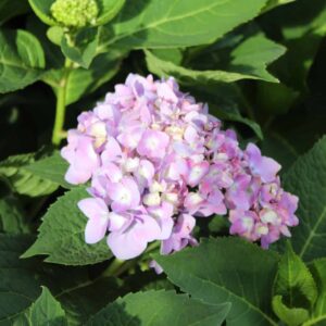 Shade Shrubs