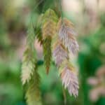 Inland Sea Oats - Image 2