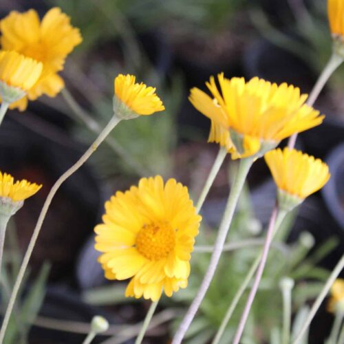 Four-nerve Daisy