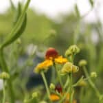 Autumn Sneezeweed - Image 2