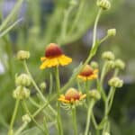 Autumn Sneezeweed - Image 3