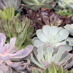 Succulents and Cacti