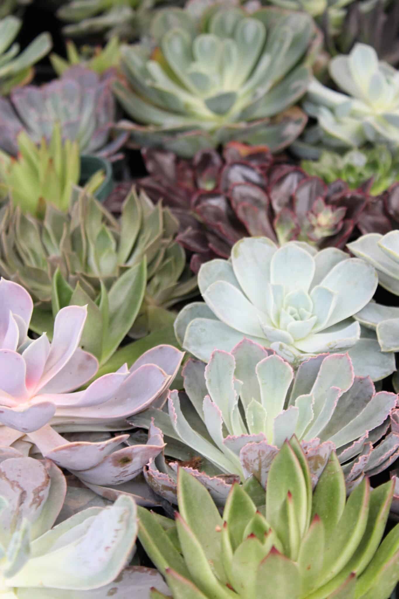 Cacti and Succulents - Buchanan's Native Plants