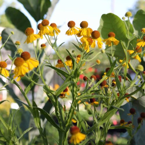 Autumn Sneezeweed