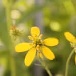 Yellow Ironweed - Image 3